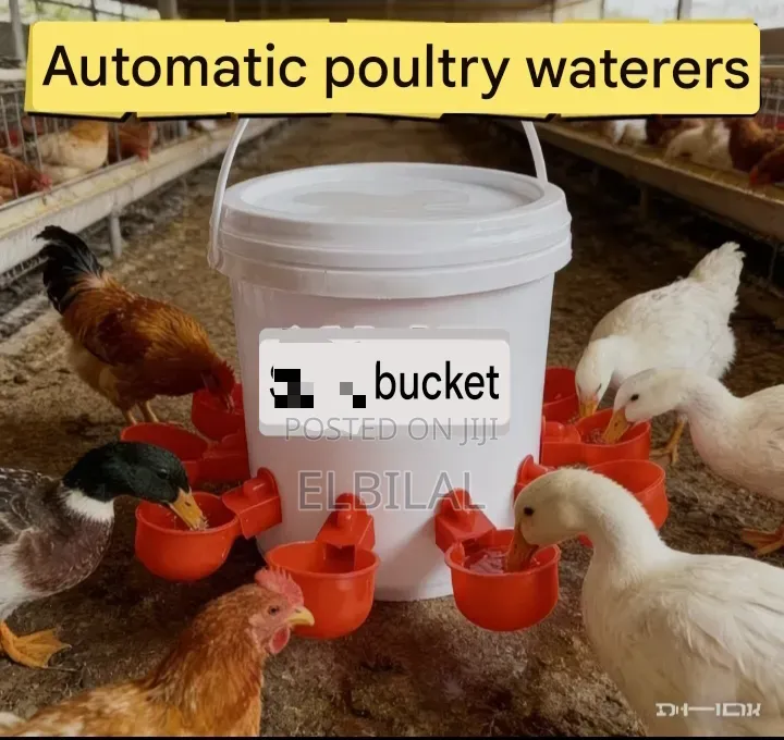 Chicken Automatic Drinking Cups