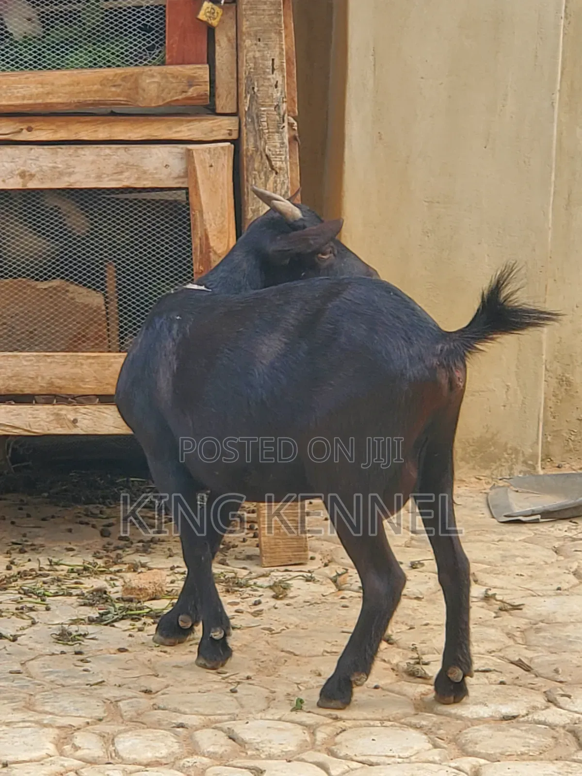 Female Goat