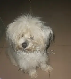 1+ year Female Purebred Lhasa Apso