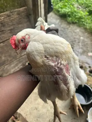 6 Weeks Old Matured Live Broiler