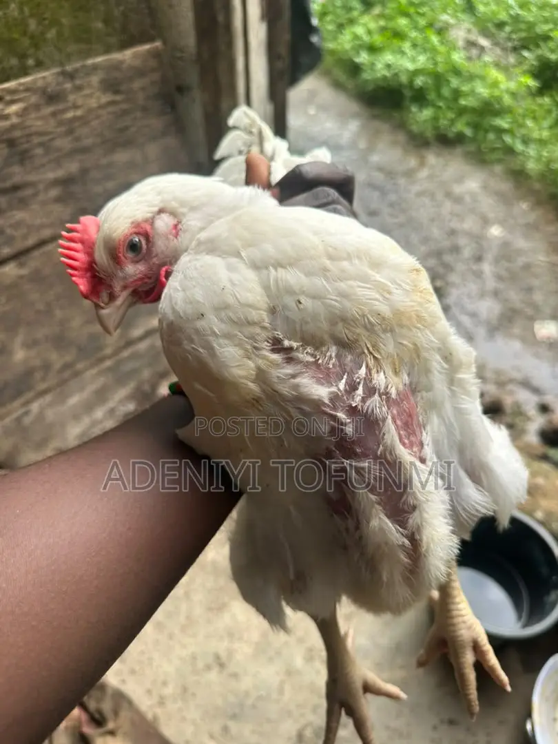 6 Weeks Old Matured Live Broiler