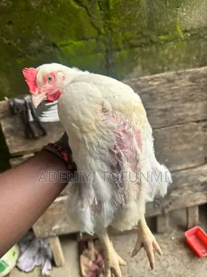 6 Weeks Old Matured Live Broiler