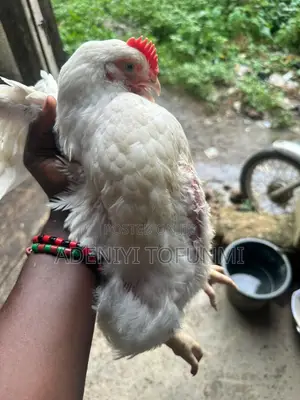 6 Weeks Old Matured Live Broiler