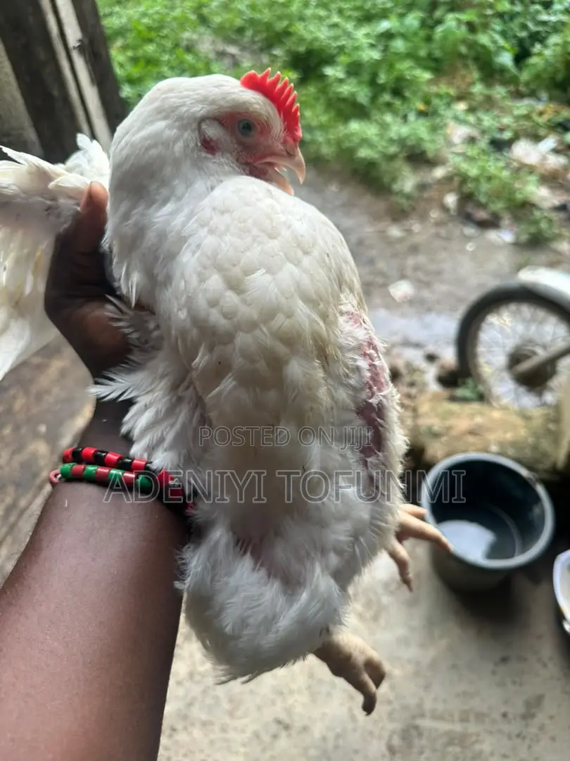 6 Weeks Old Matured Live Broiler