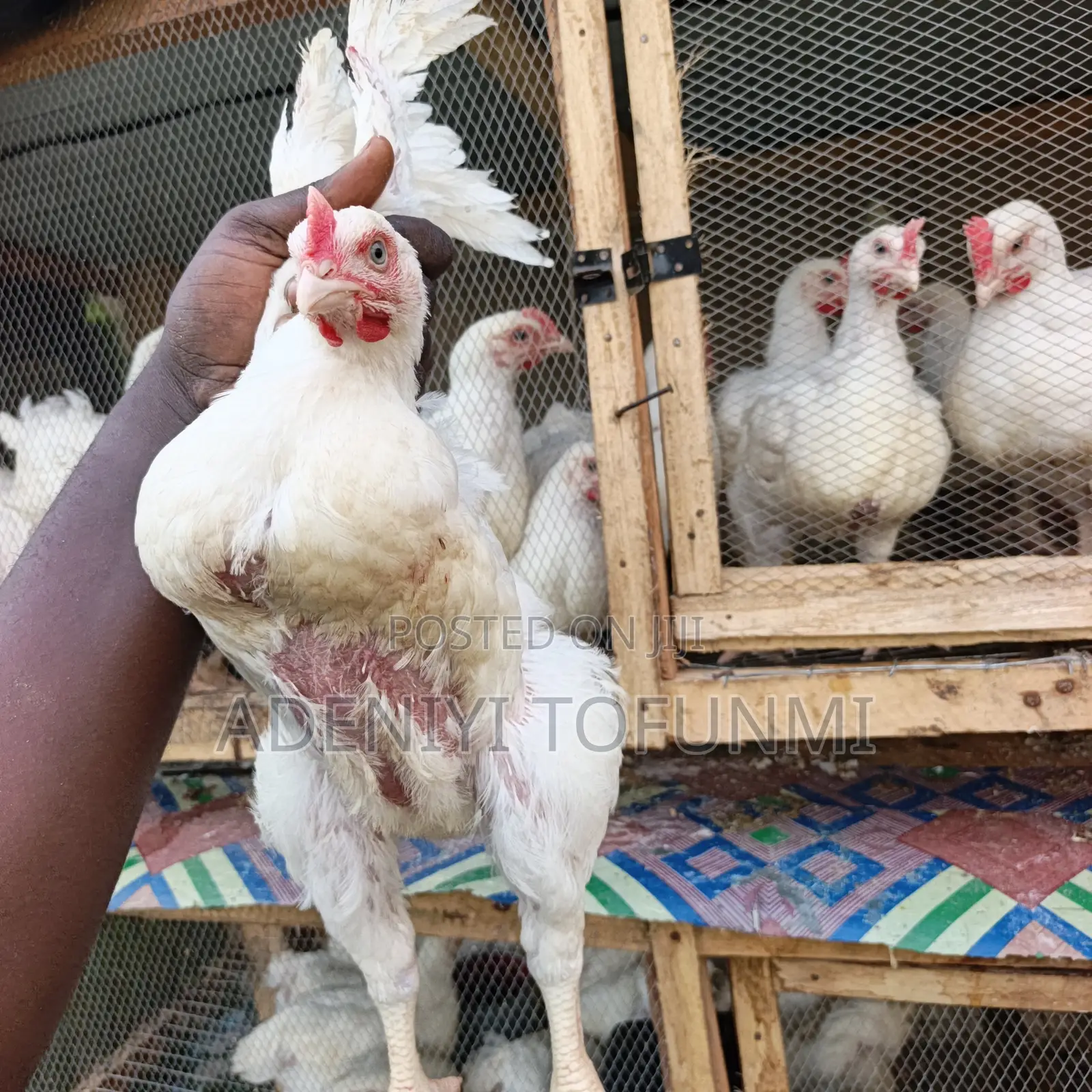 6 Weeks Old Matured Live Broiler