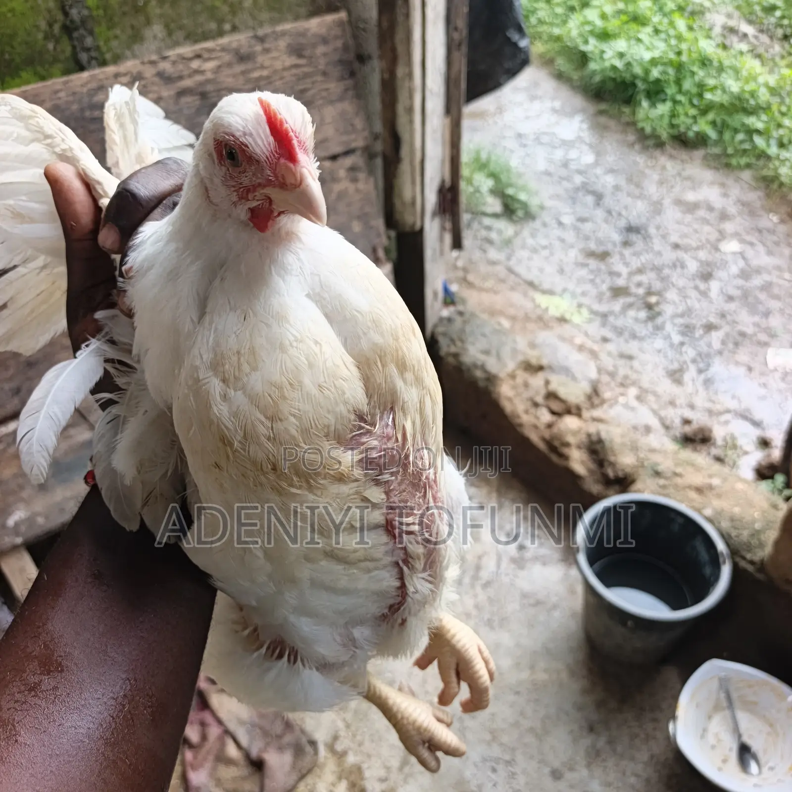 6 Weeks Old Matured Live Broiler