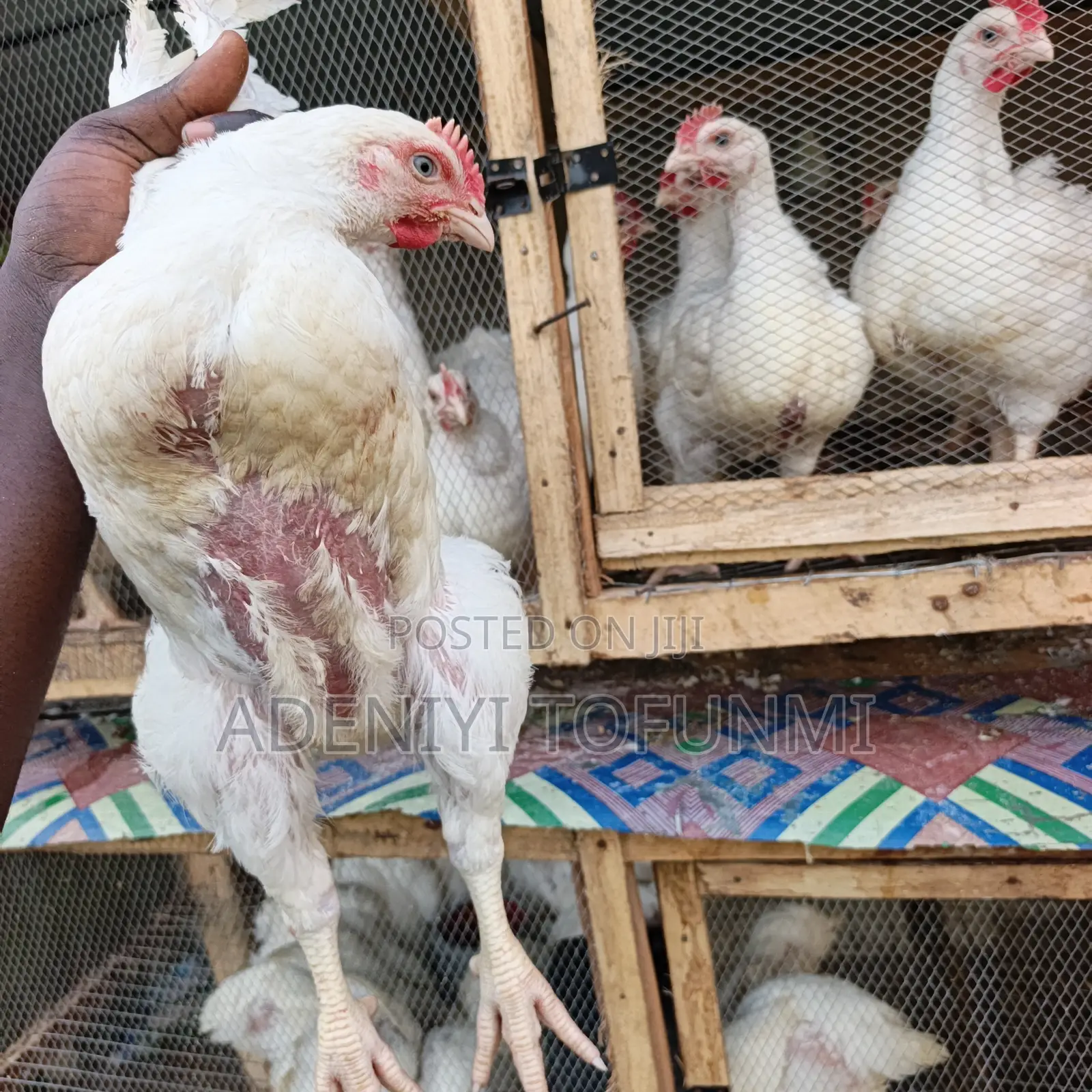 6 Weeks Old Matured Live Broiler