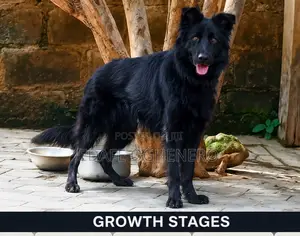 1+ year Male Purebred German Shepherd