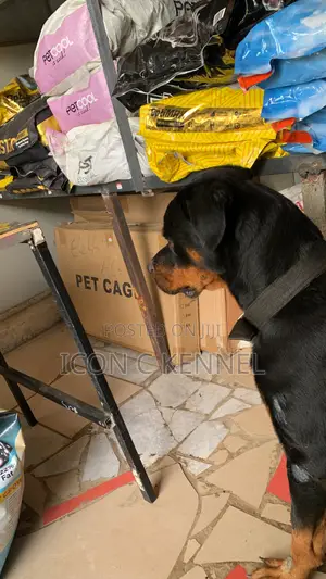 1+ year Male Purebred Rottweiler