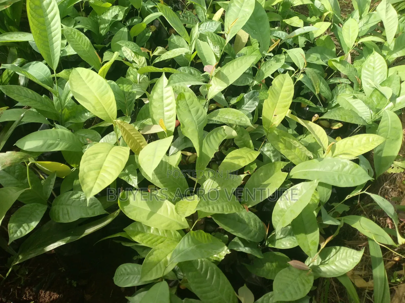 Ogbono Seedlings
