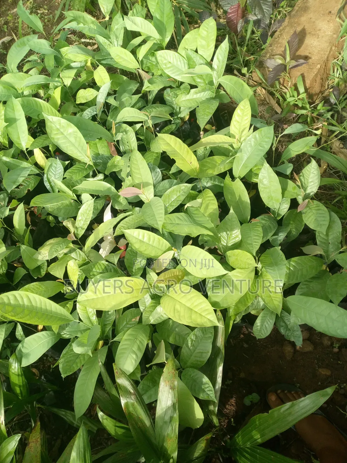 Ogbono Seedlings