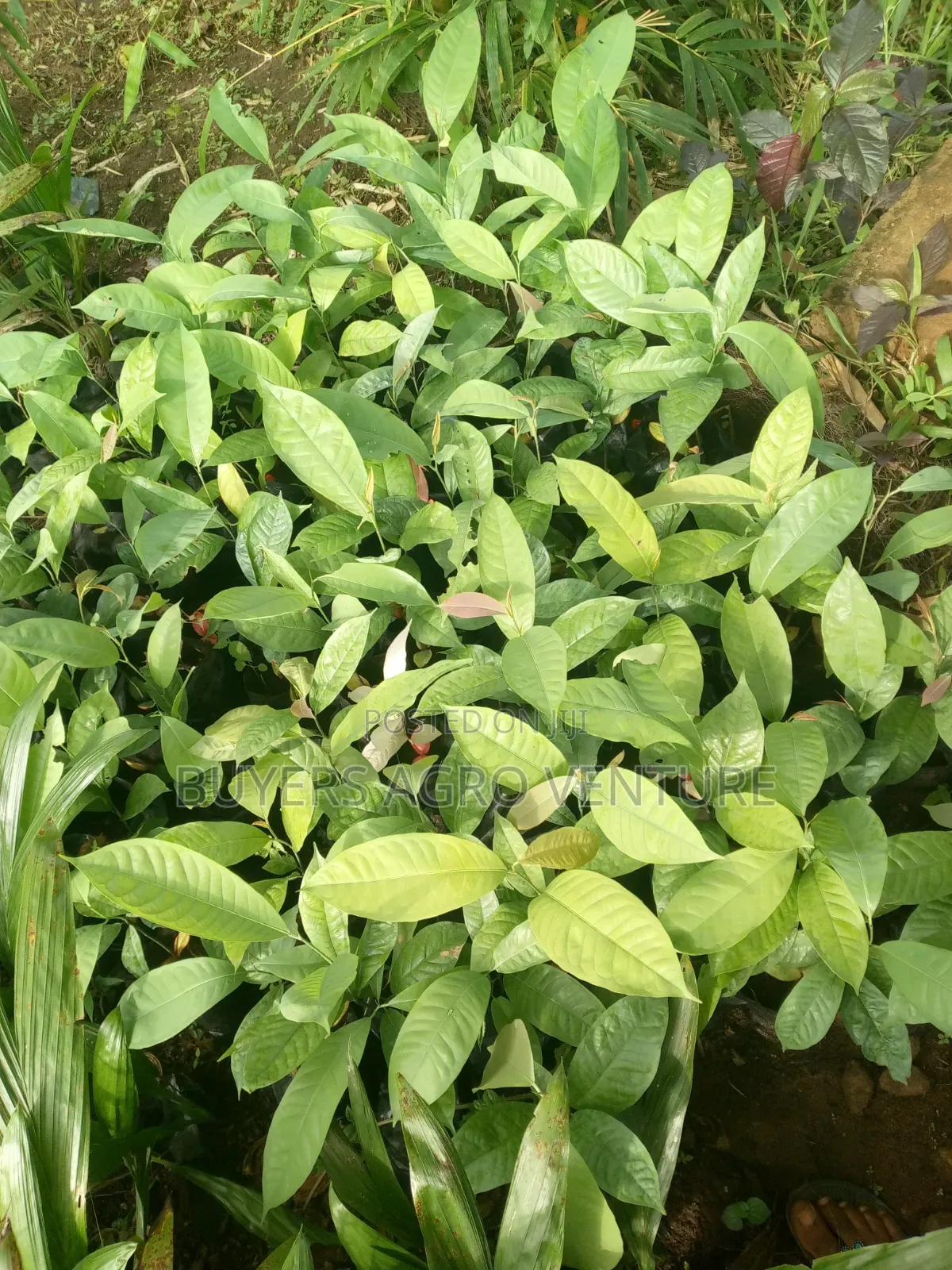 Ogbono Seedlings