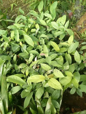 Ogbono Seedlings
