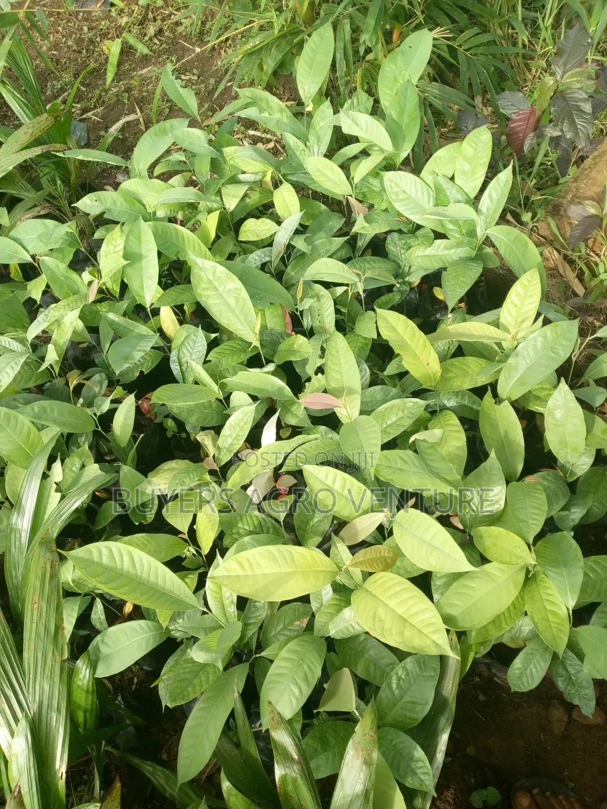Ogbono Seedlings