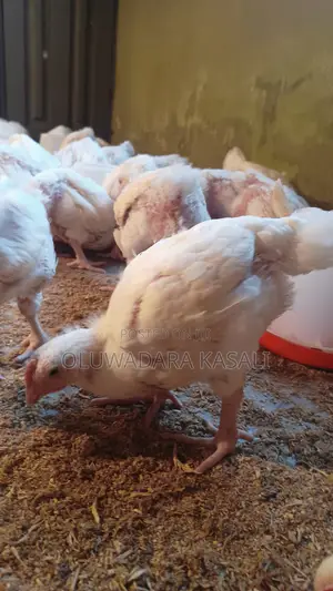 5 Weeks Old Broiler