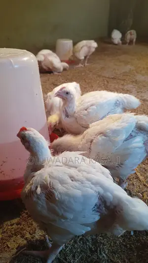 5 Weeks Old Broiler