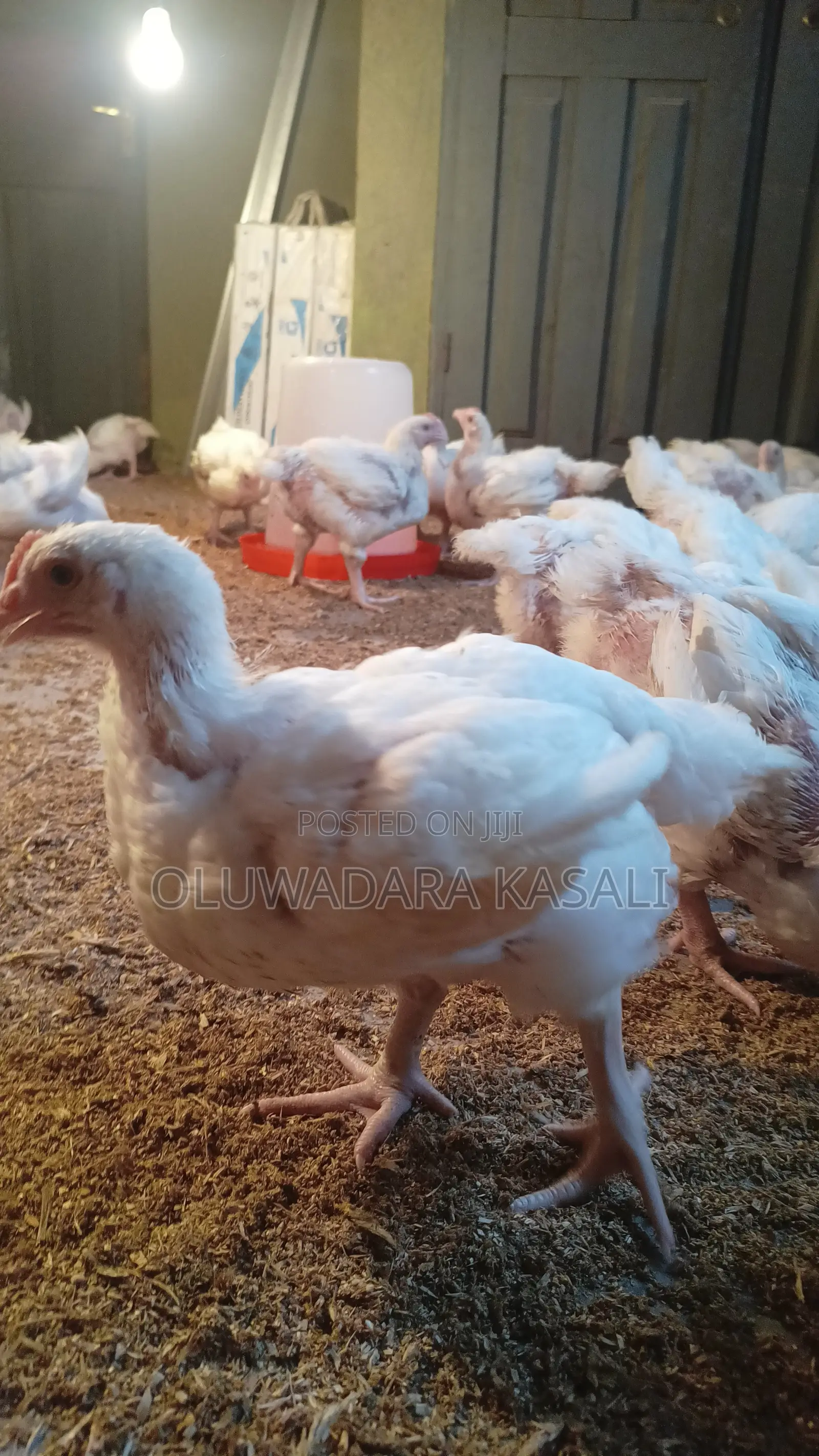 5 Weeks Old Broiler