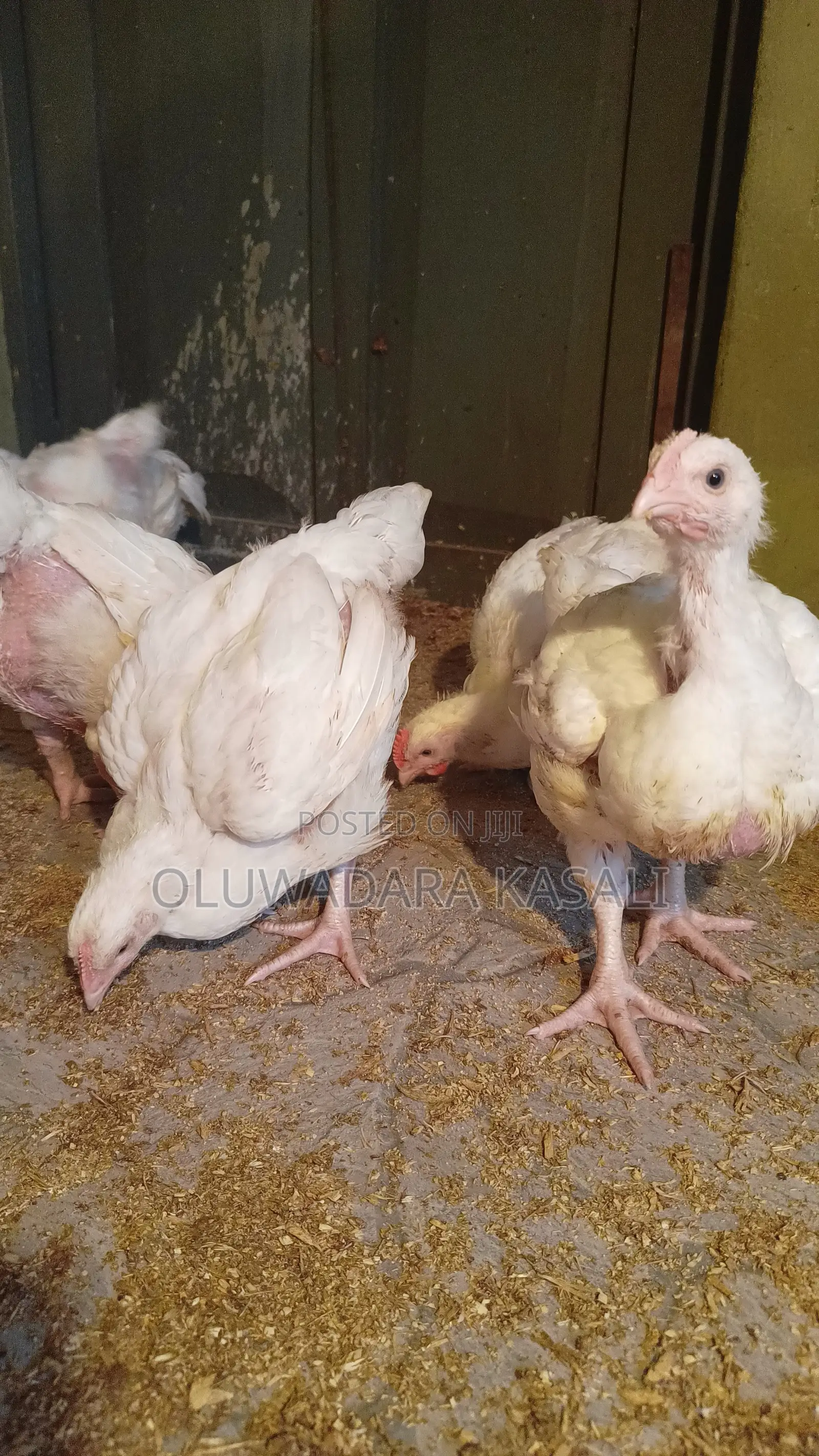 5 Weeks Old Broiler