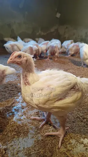 5 Weeks Old Broiler