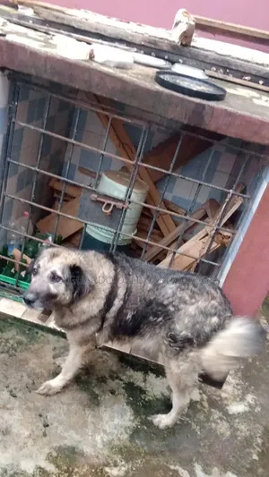 1+ year Female Purebred Caucasian Shepherd