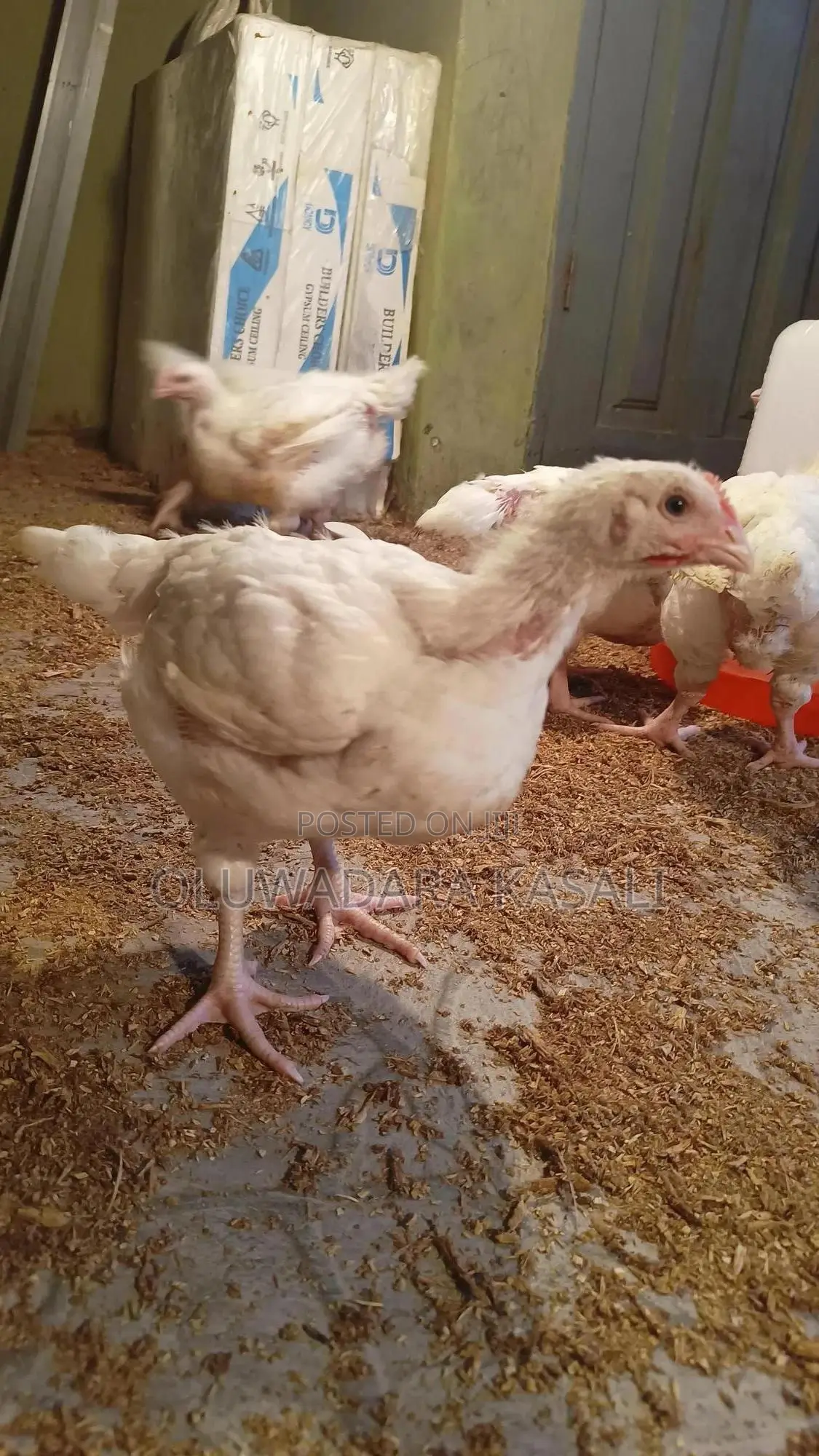 5 Weeks Old Broiler