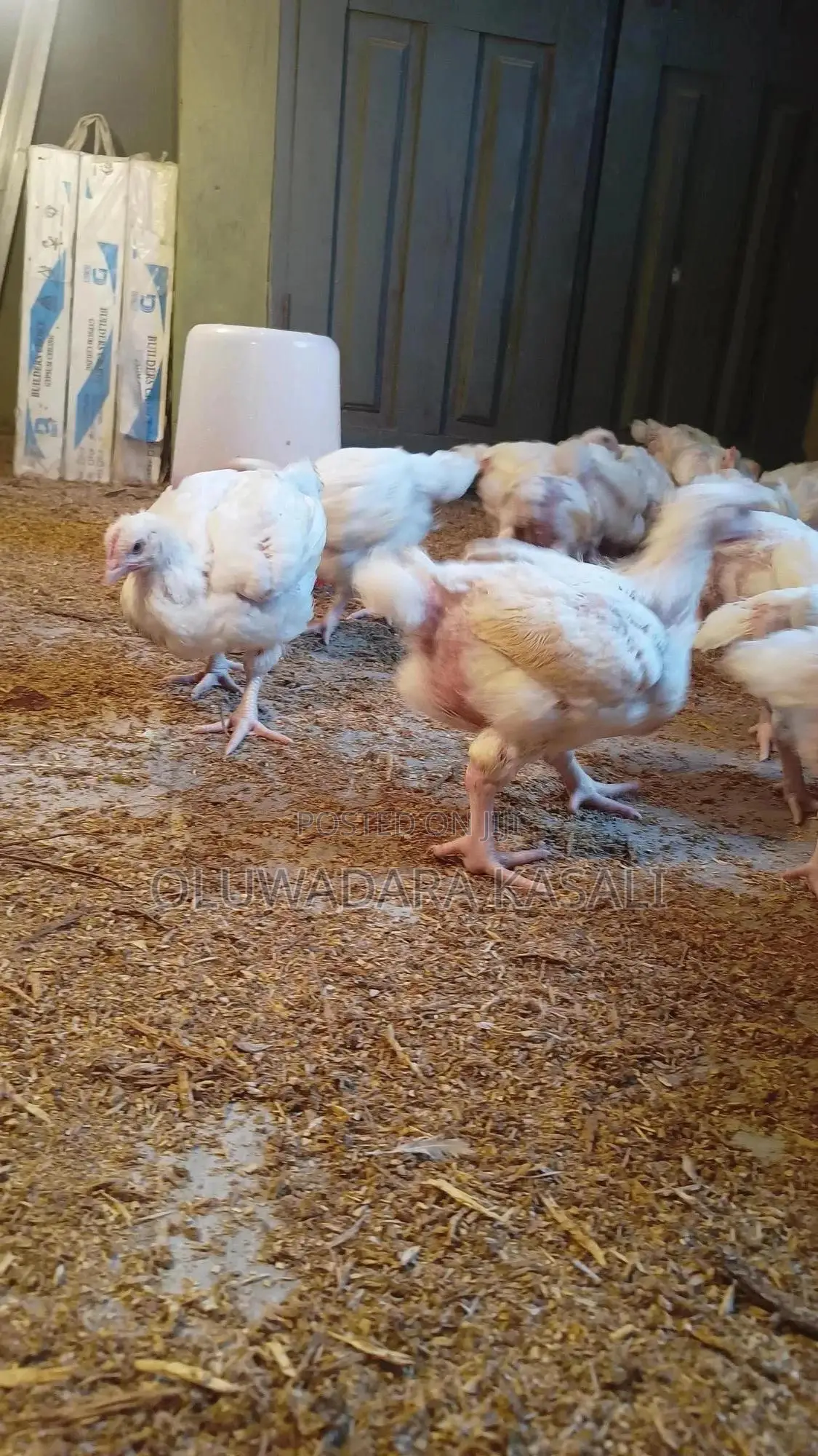 5 Weeks Old Broiler