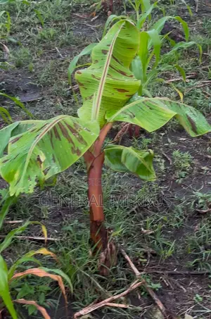 Sunset Plaintain Farm