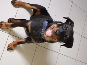 3-6 months Male Purebred Rottweiler