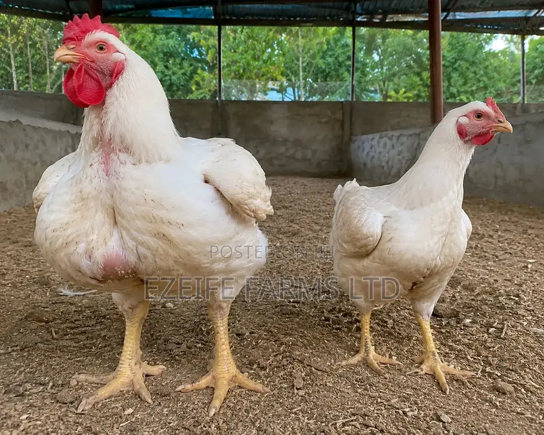 Agrited Broilers