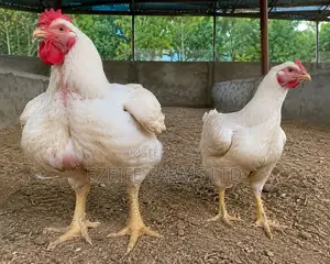 Agrited Broilers