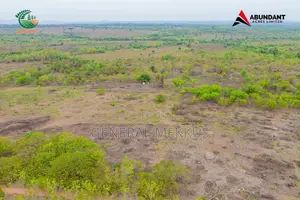 Plaintain Soil