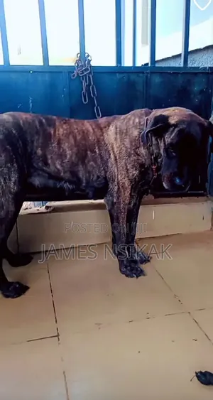 6-12 months Female Purebred Boerboel
