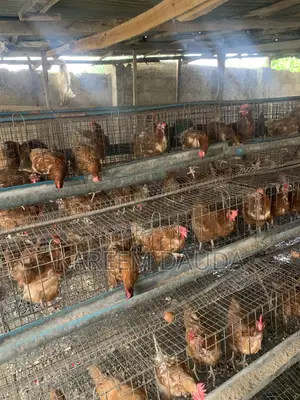 I Am a Farmer That I Have Layer Birds to Sell