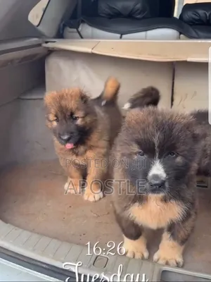 1-3 months Female Purebred Caucasian Shepherd