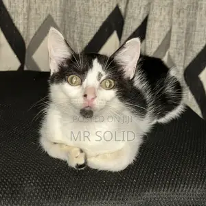 3-6 months Female Mixed Breed American Shorthair
