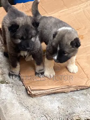 1-3 months Female Purebred Caucasian Shepherd