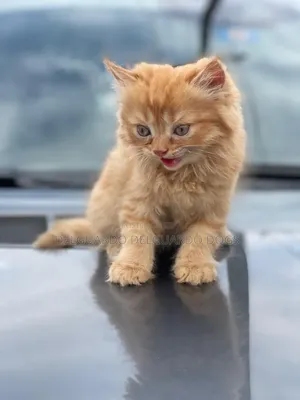 1-3 months Male Purebred Persian