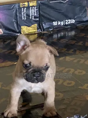1-3 months Male Purebred French Bulldog