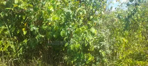 20 Acres of Land for Sale at Sawonjo, Yewa North l.g A, Ogun State