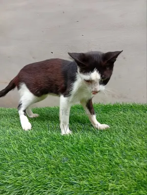 1+ year Female Purebred American Shorthair