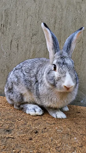 Rabbits and More
