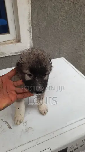 1-3 months Male Purebred Caucasian Shepherd