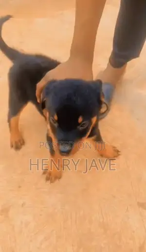 1-3 months Male Purebred Rottweiler