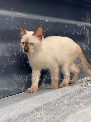 6-12 months Male Purebred Siamese