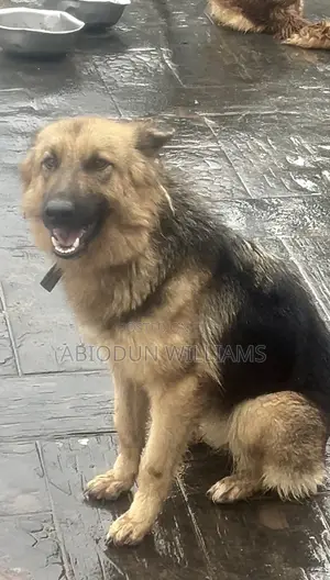 6-12 months Female Purebred German Shepherd