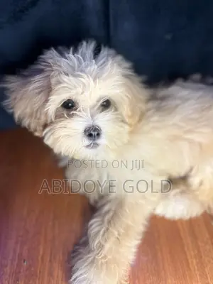 6-12 months Female Purebred Lhasa Apso
