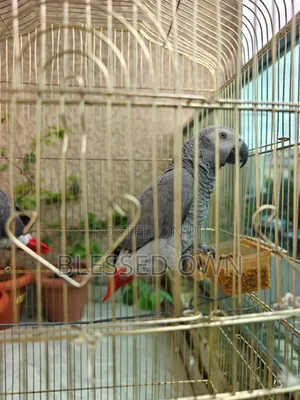 Africa Talking Bird Parrots