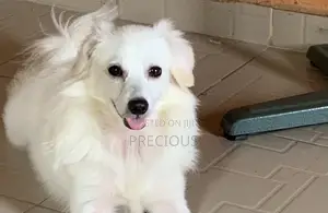 6-12 months Male Purebred American Eskimo