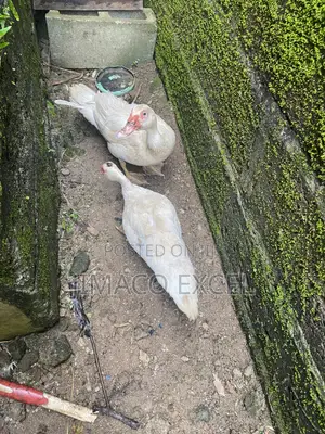 Muscovy Duck for Sale, Male and Female