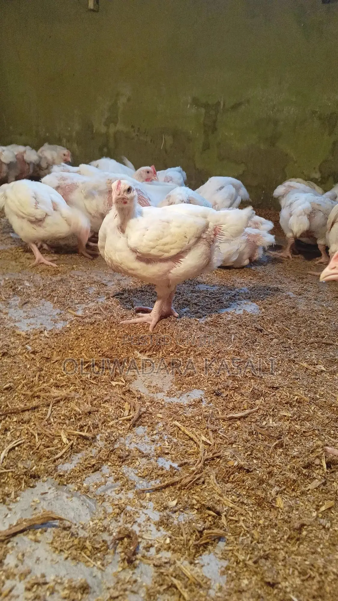 5 Weeks Old Broiler